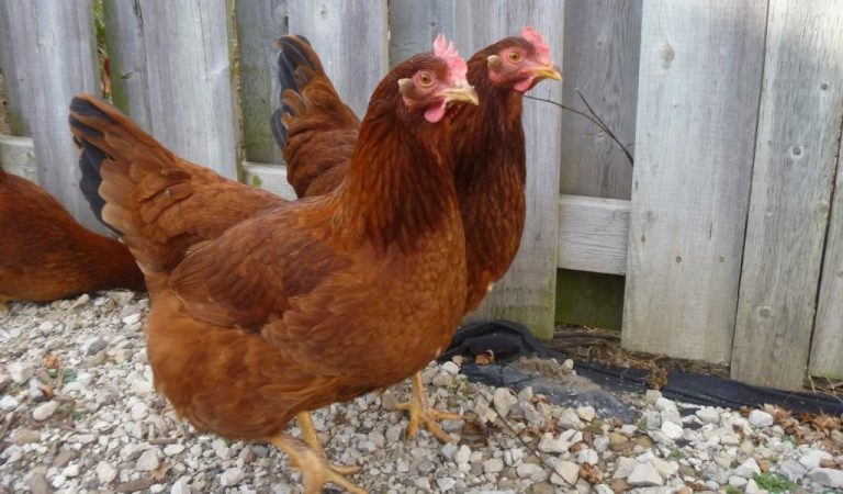 Top Jumbo And Extra Large Egg Laying Chicken Breeds