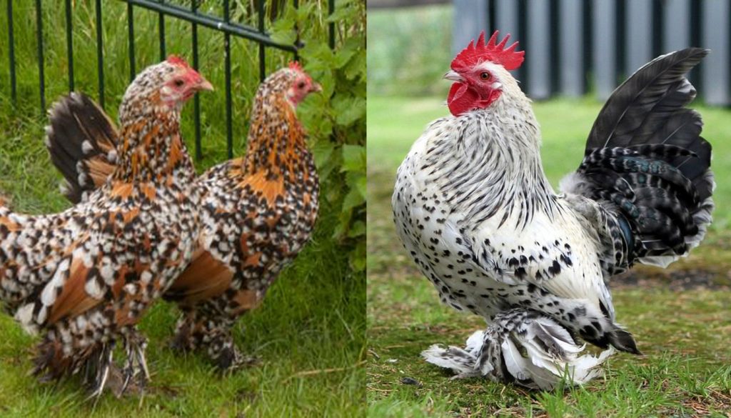Bantam Chicken Breeds Chart With Pictures: A Visual Reference of Charts ...