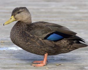 American Black Duck – Wild Dabbling Duck Breed