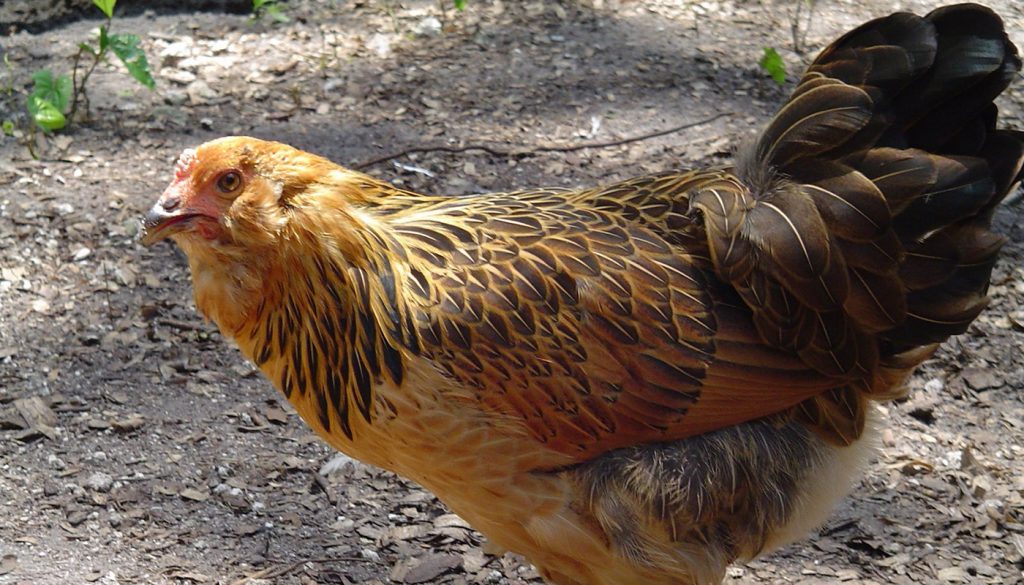 Easter Egger Chicken Breed Everything You Need To Know