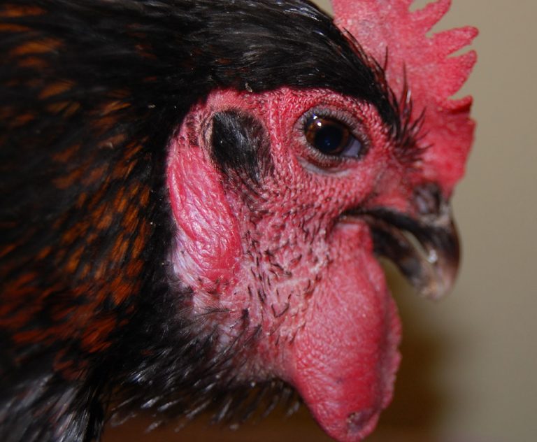 CONDITIONS THAT AFFECT THE NERVOUS SYSTEM OF CHICKENS