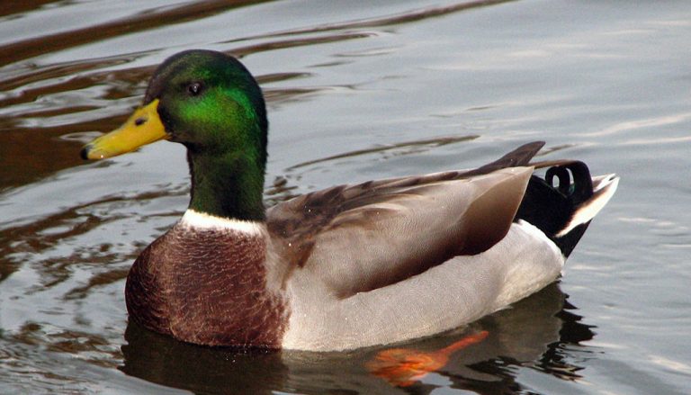 Top 10 Wild Ducks that are Good Meat Ducks