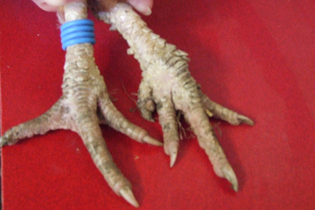 CONDITIONS THAT AFFECTS A CHICKENS LEGS, TOES AND CLAWS
