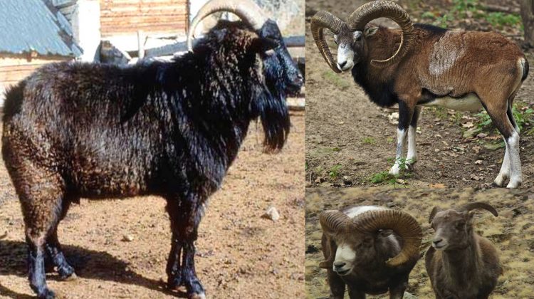 altai-mountain-goat