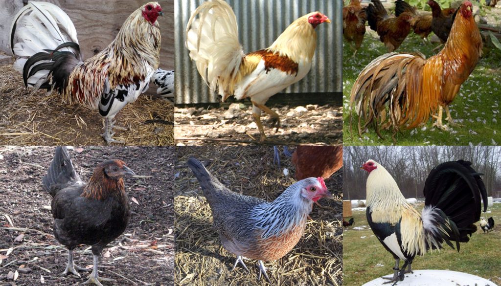 American Game Fowl Chicken Breed Everything You Need To Know