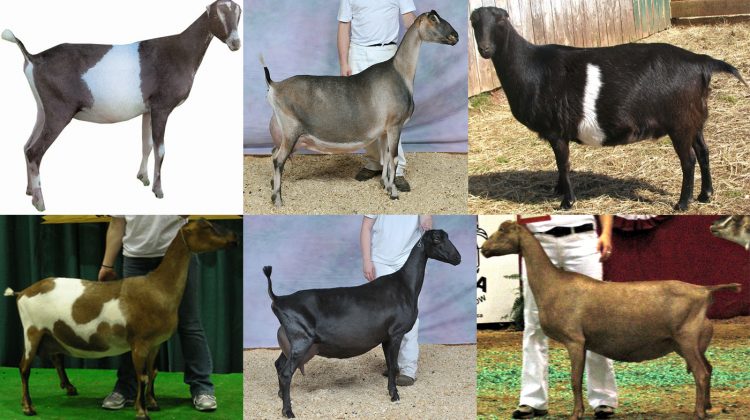 american-lamancha-goat