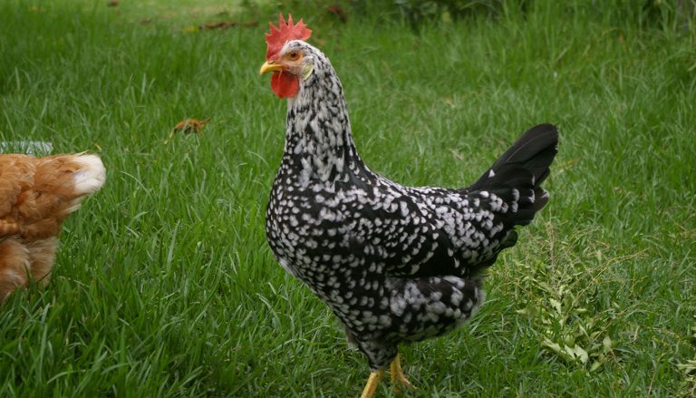 Ancona Chicken Breed – Everything You Need to Know