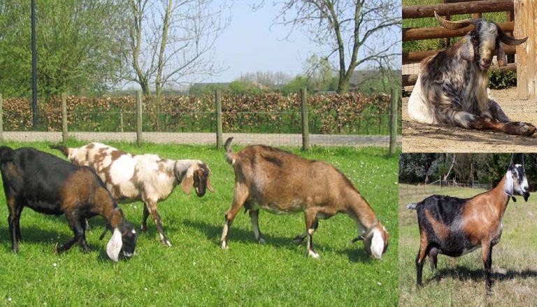 Top 10 Best Dairy Goat Breeds