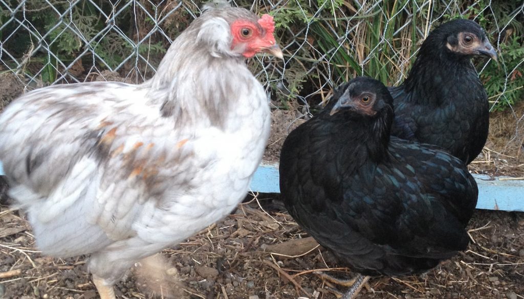araucana rooster vs hen