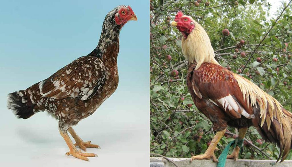 Fighting Rooster Breed Chart