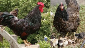 Top 10 Jumbo and Extra Large Egg Laying Chicken Breeds