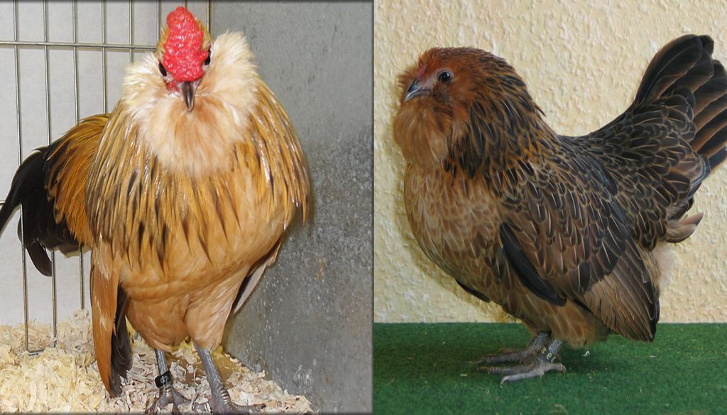 The Importance Of Serama Chicken Care