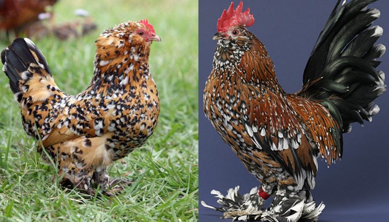 Belgian Bearded D’Uccle Chicken Breed – Everything You Need to Know