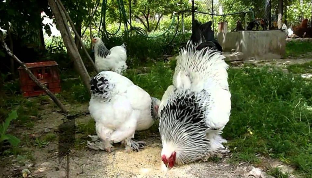 Image result for chicken brahma