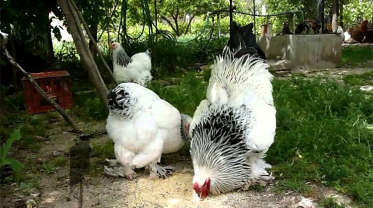 brahma-chicken