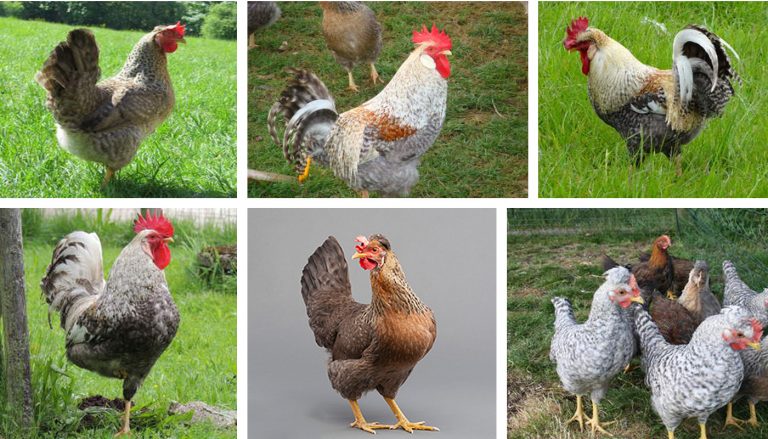 Legbar Chicken Breed – Everything You Need to Know