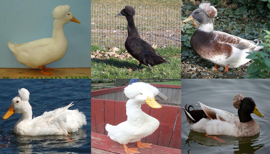 Crested Duck Breed – Everything You Need to Know