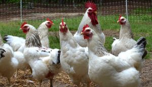 Top 10 Jumbo and Extra Large Egg Laying Chicken Breeds