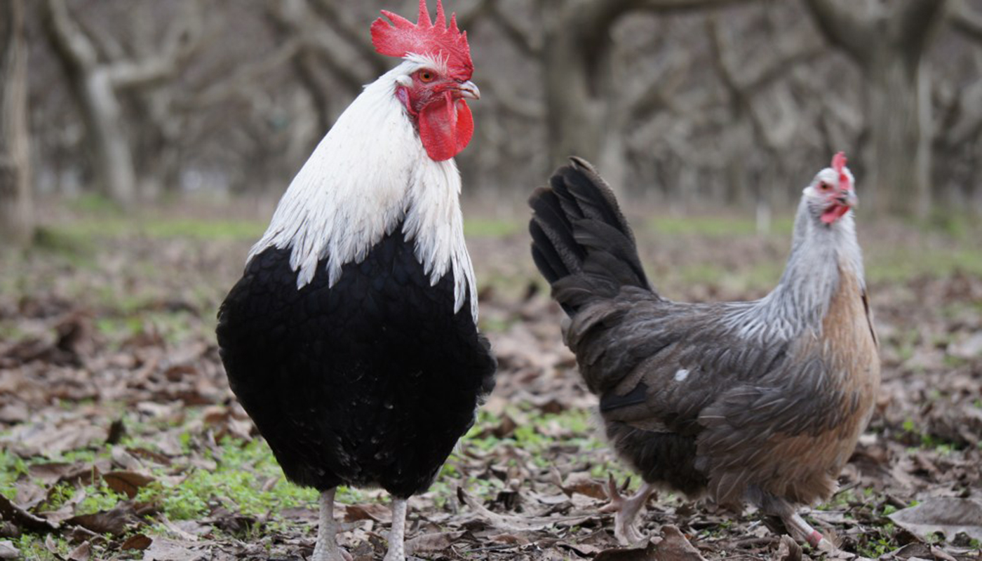 Brahma Chicken Breed: Everything You Need To Know