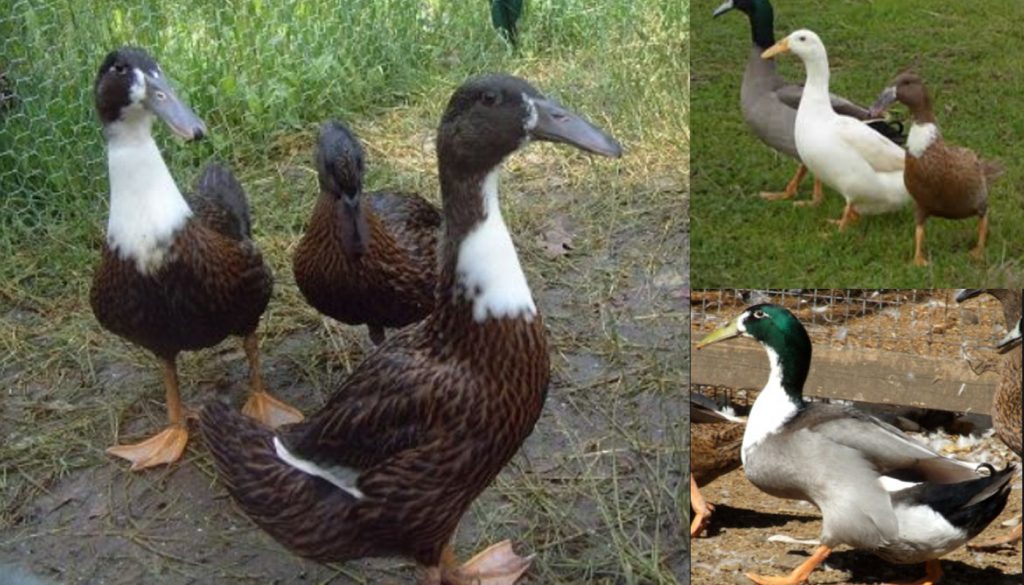 Bantam and Miniature Duck Breeds