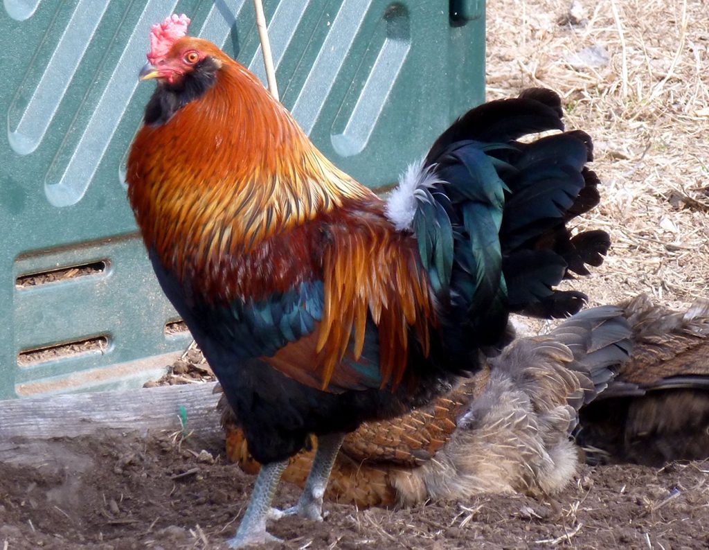 10 Rooster Breeds That Do Not Mind Children