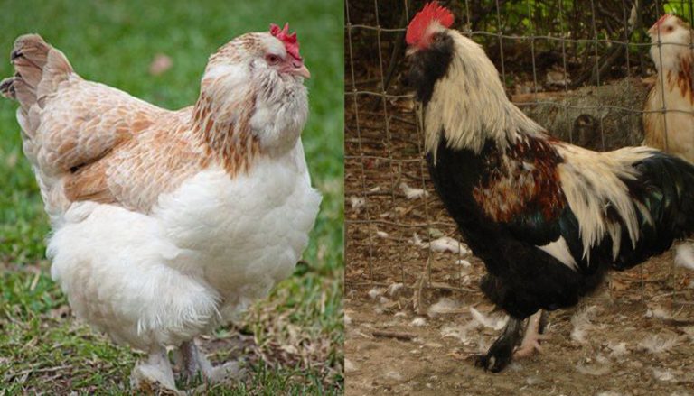 Faverolles Chicken Breed – Everything You Need To Know