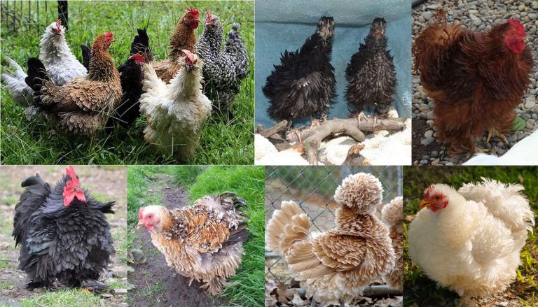 Frizzle Chicken Breed Everything You Need To Know