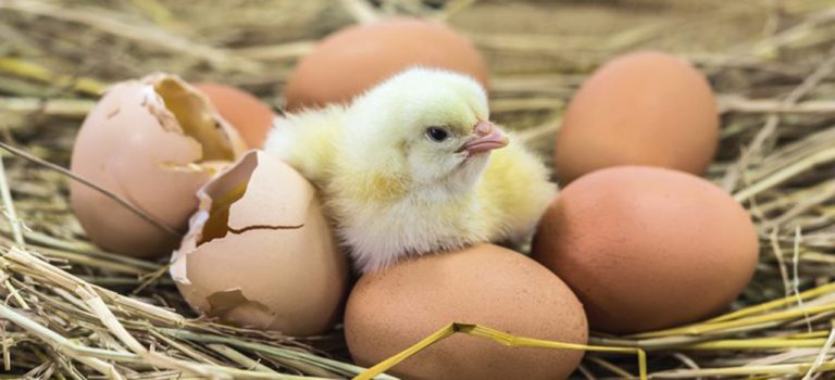 Top 10 Jumbo and Extra Large Egg Laying Chicken Breeds