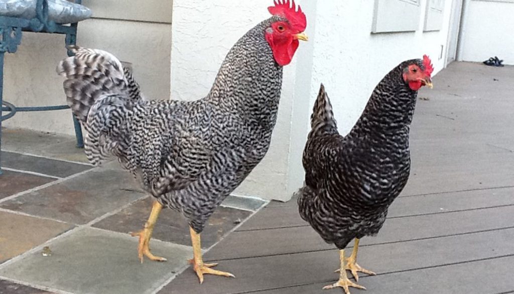 Holland Chicken Breed – Everything You Need to Know