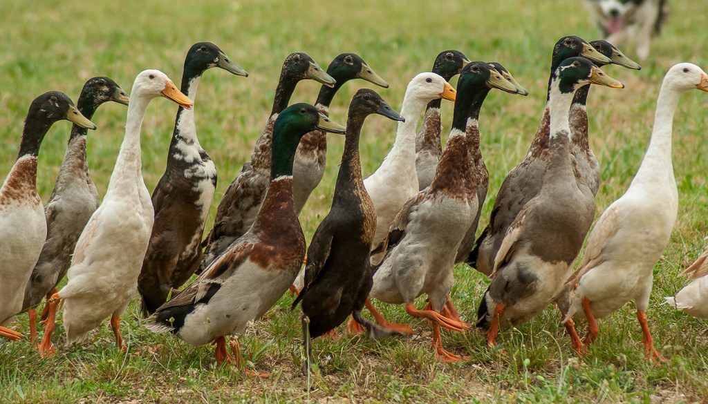 daisy runner duck