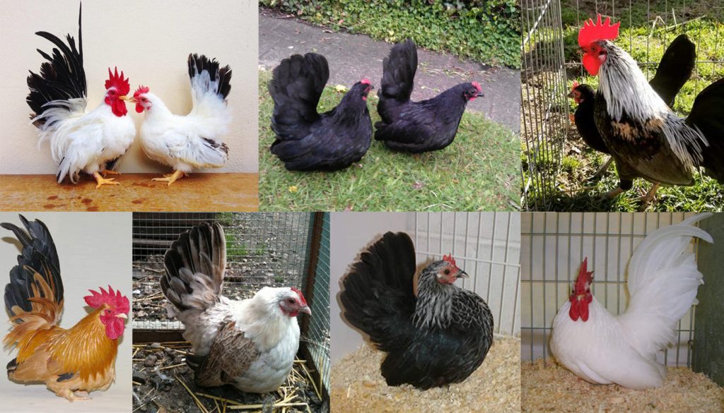 Bantam Chicken Breeds Chart With Pictures