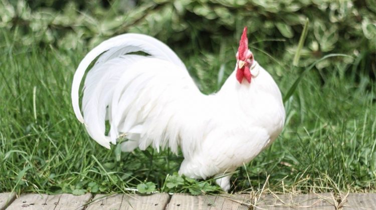 leghorn-chicken