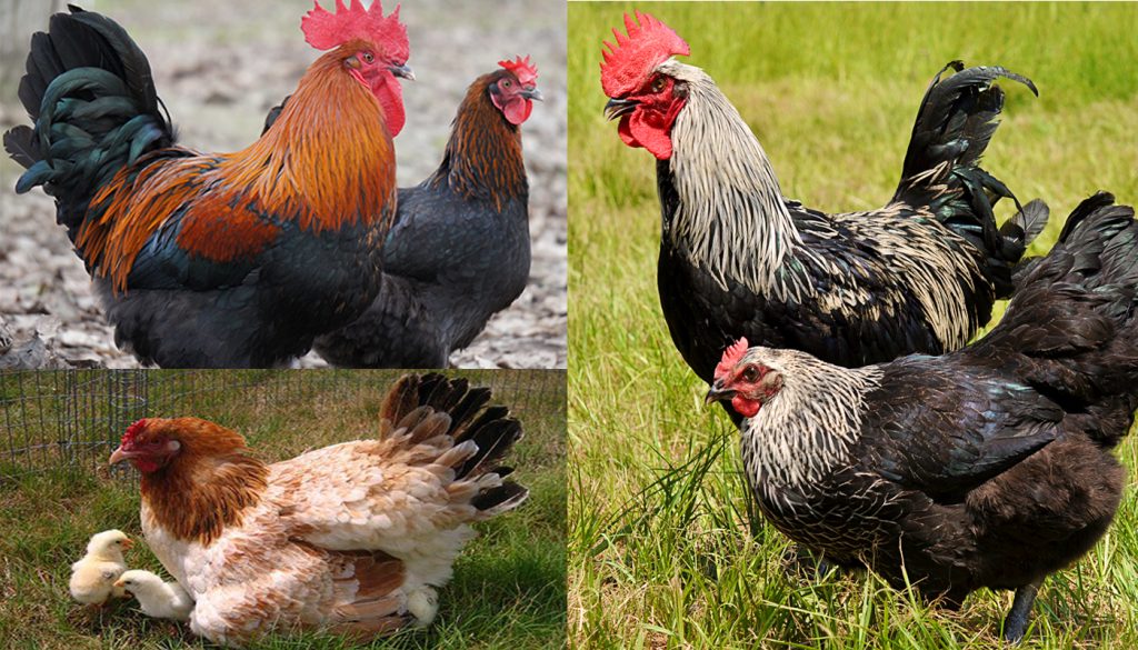 Marans Chicken Breed – Everything You Need to Know