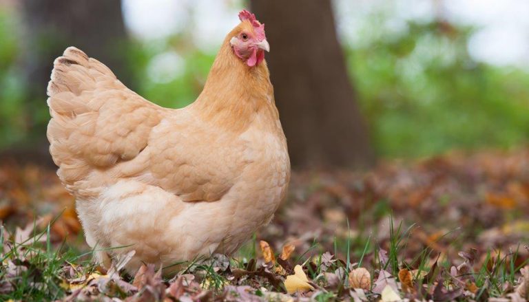 10 Chicken Breeds that do well among other Chicken Breeds for a Mixed Flock