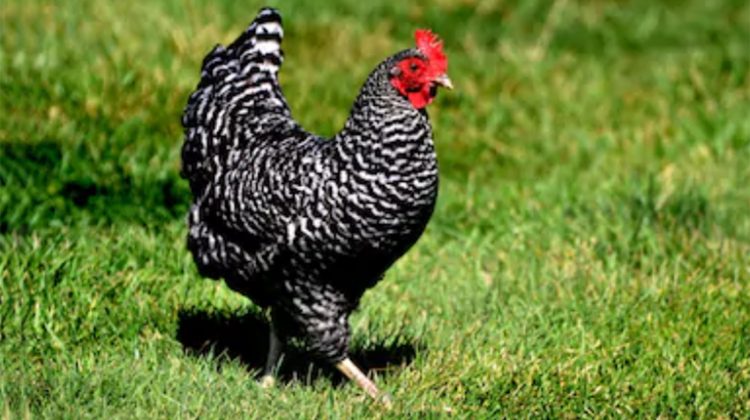 plymouth-rock-chicken