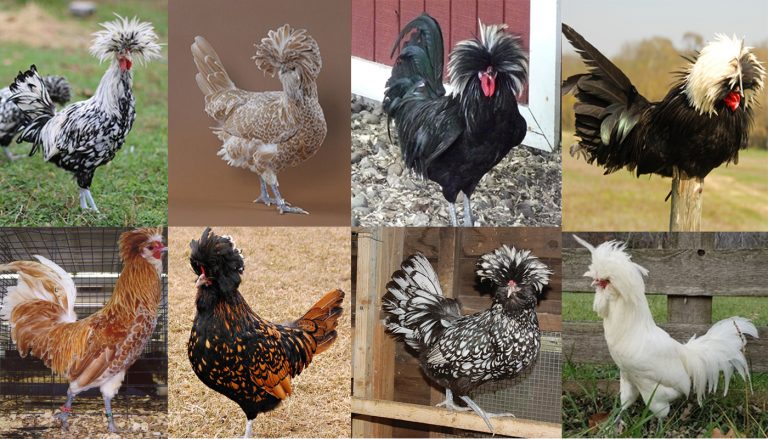 polish-chicken-breed-everything-you-need-to-know