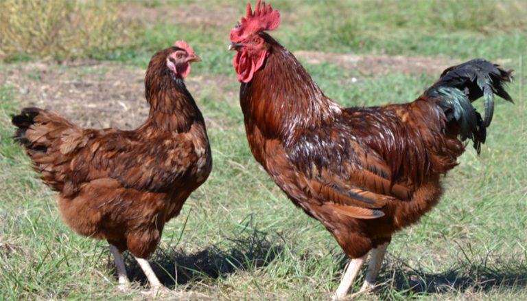Buckeye Chicken Breed – Everything You Need to Know