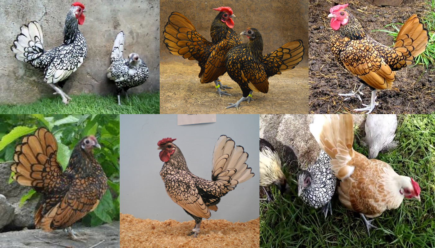 Sebright Chicken Breed Everything You Need To Know
