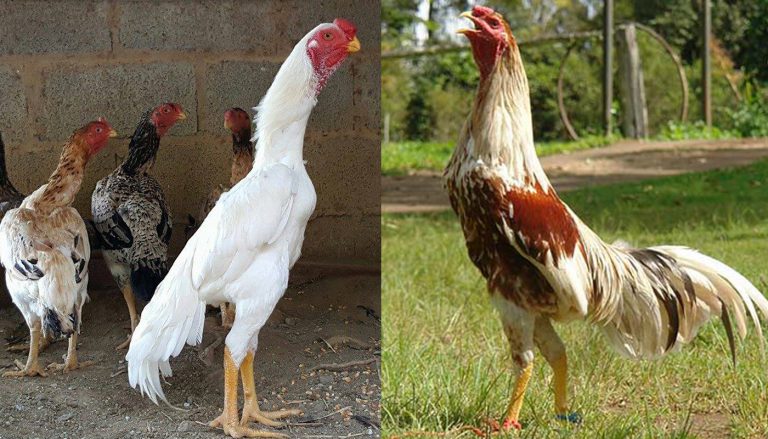 Shamo Chicken Breed – Everything You Need to Know