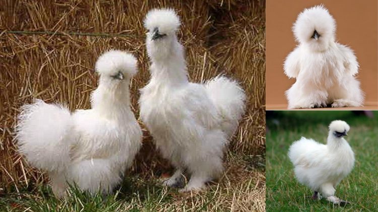 silkie-chicken