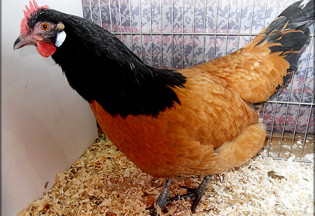 unusual chickens for the exceptional poultry farmer