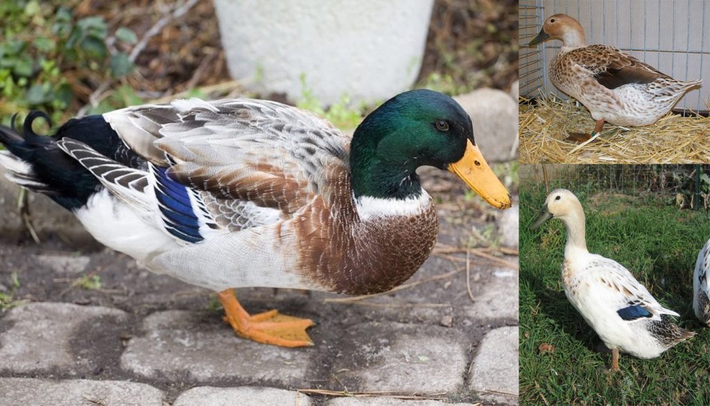 Duckling Breed Chart