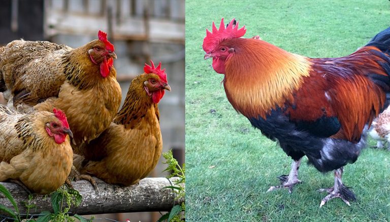 Top 10 Jumbo and Extra Large Egg Laying Chicken Breeds