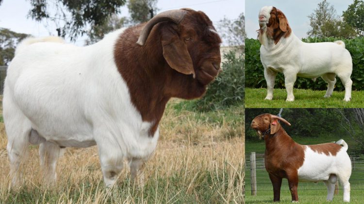 boer-goat