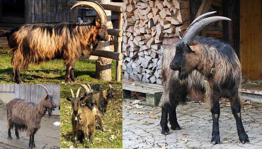 Long haired goat resting in the sunshine Stock Photo  Alamy