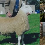 border-leicester-sheep