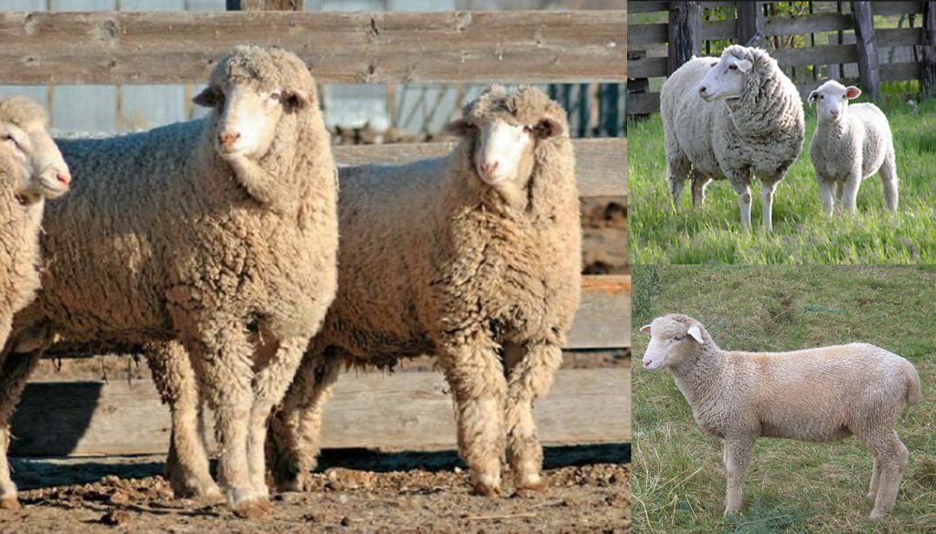 columbia-sheep