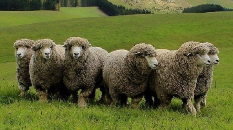 corriedale-sheep
