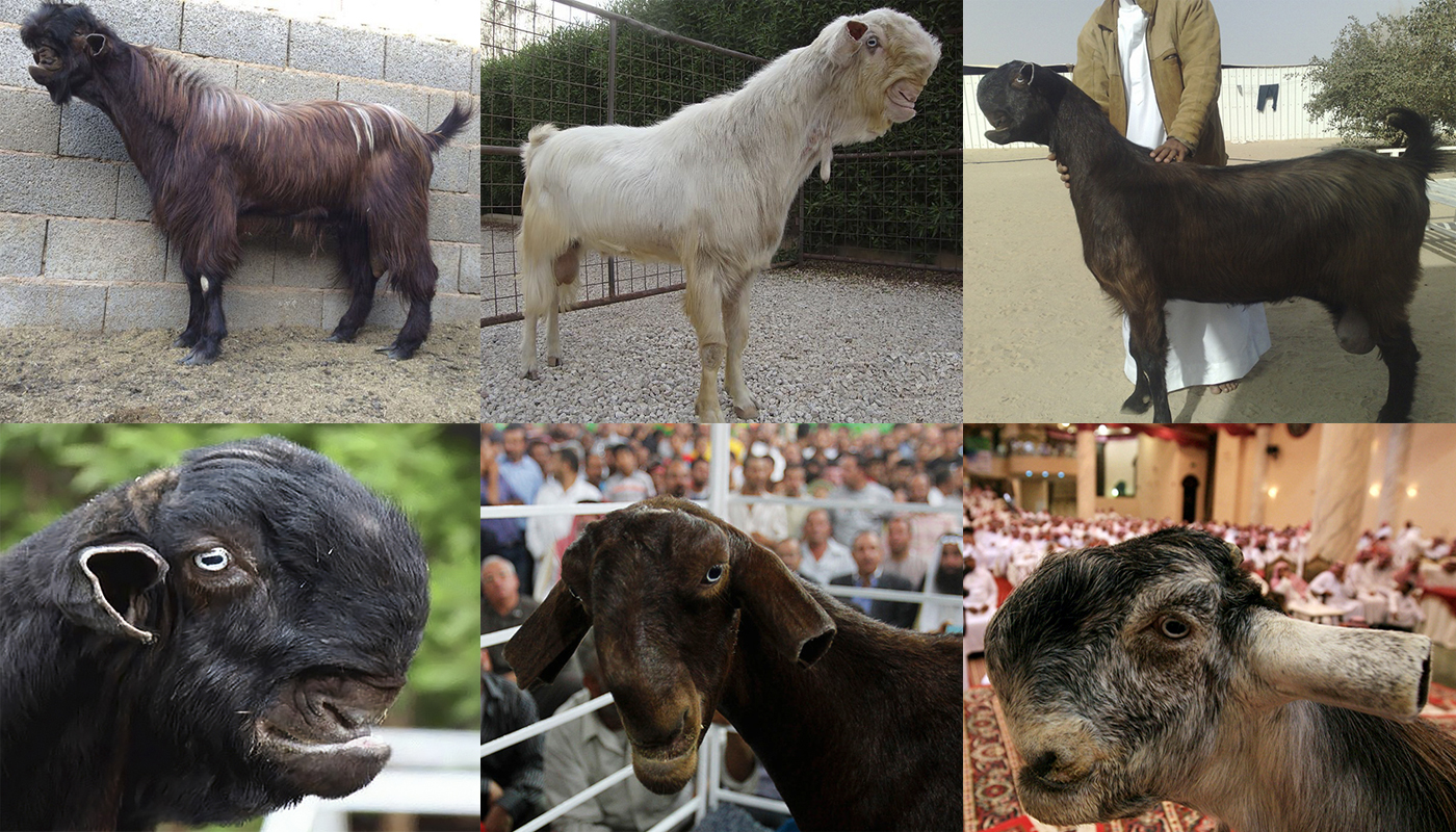 damascus-goat.jpg