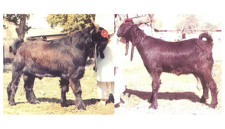 Damascus Goat Breed – Everything You Need to Know